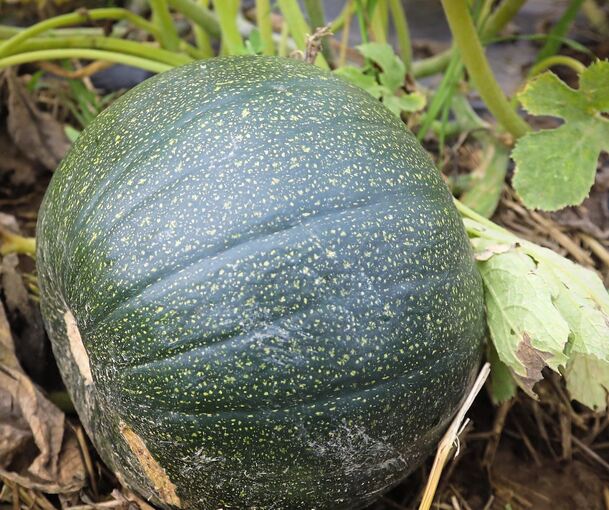 Die Kürbisse sind dieses Jahr zwei bis drei Wochen später dran.