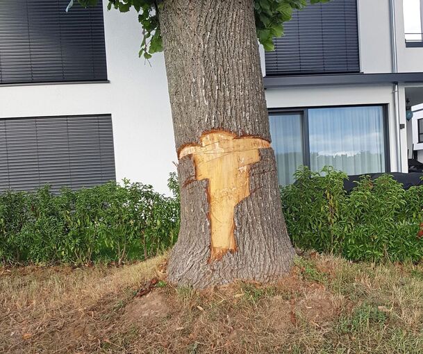 Große Stücke der Rinde wurden vom Stamm abgeschält.  Foto: privat