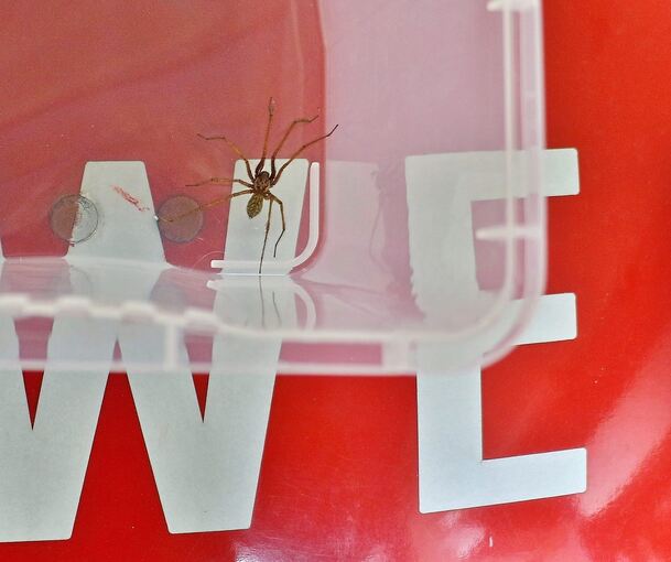 Der Delinquent in seiner Box. Foto: KS-Images.de/Andreas Rometsch