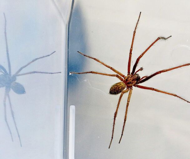 Zu Hülf! Gleich zwei große Spinnen! Stop, nein, das ist nur eine, die sich in der Transportbox spiegelt.