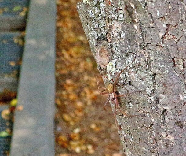 Ab in die Freiheit – und vielleicht in die (vielen) Arme/Beine eines Weibchens!