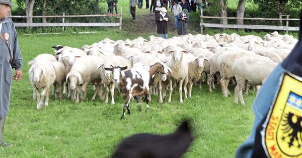 Blauzungenkrankheit jetzt auch in Markgröningen: Leistungshüten beim ...