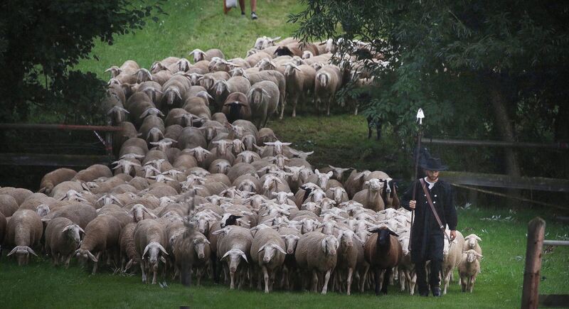 Die Schafherde läuft über den Riedbach.