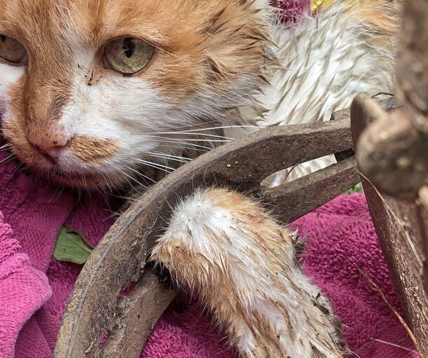 Die Katze mit dem feststeckenden Bein. Foto: Tierrettung Unterland