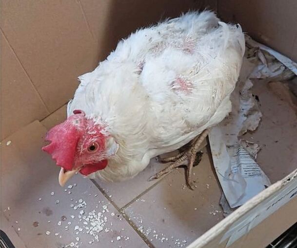 So wurde das Huhn Arielle im Pappkarton gefunden. Foto: privat