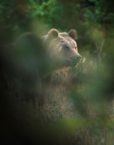 Tiere