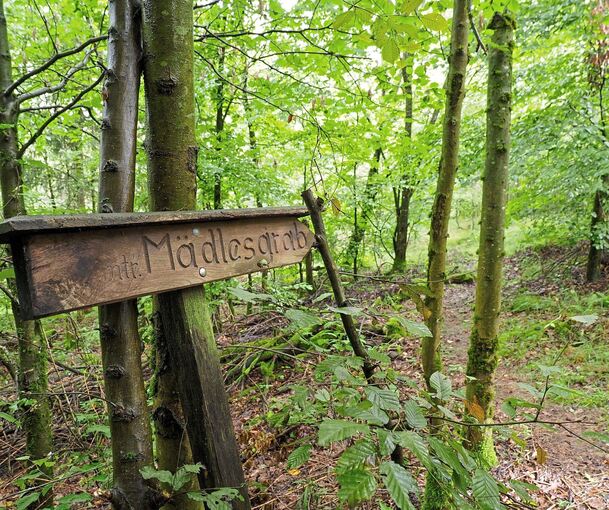 Der Fundort der Leiche liegt tief im Wald bei Rielingshausen. Foto: Holm Wolschendorf