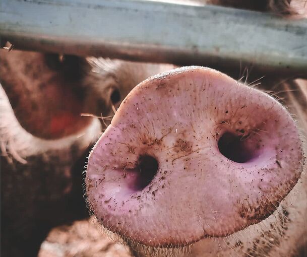 „Hallo!“: Mary-Lou ist ein sehr neugieriges Schwein. Foto: privat