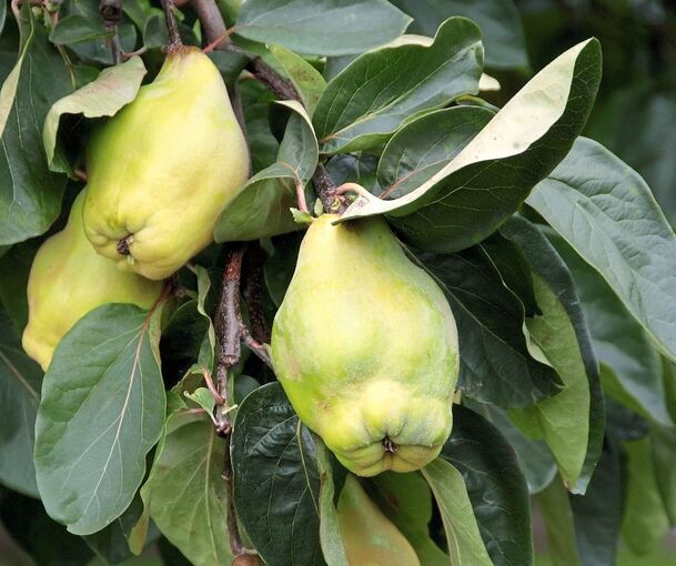 Die Quitte stammt ursprünglich aus dem Kaukasus. Foto: dpa