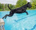 Im Freibad Hoheneck gibt es das Hundeschwimmen seit 2015.