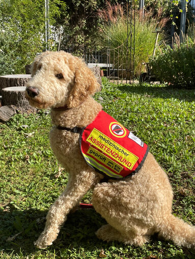 Luna ist als Assistenzhund 24 Stunden an der Seite einer jungen Studentin, die in Ludwigsburg lebt und wegen einer posttraumatischen Belastungsstörung und einer dissoziativen Störung Hilfe im Alltag benötigt.  Foto: Stephanie Bajorat