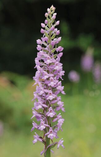 Orchidee des Jahres 2024