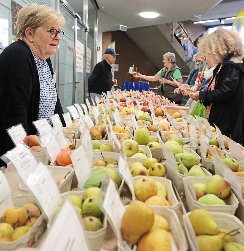 Der Pomologenverein präsentiert 250 Apfel- und Birnensorten.