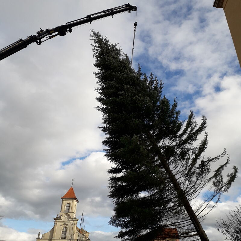 Die Tanne kommt in diesem Jahr aus Oppenweiler im Rems-Murr-Kreis.