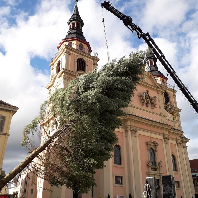 Noch hat der Tannenbaum reichlich Schräglage.