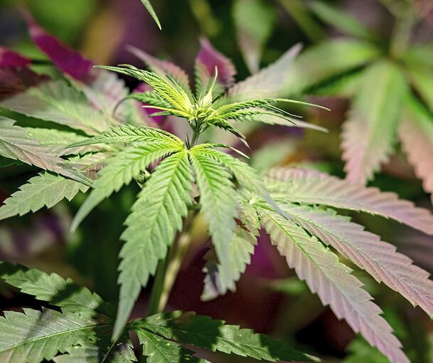 Verdacht auf THC-Produkte: Kripo durchsucht Ludwigsburger Hanfladen