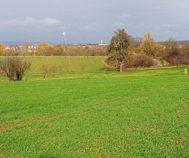 Auf dieser Fläche ist der große Solarpark geplant. Foto: Holm Wolschendorf
