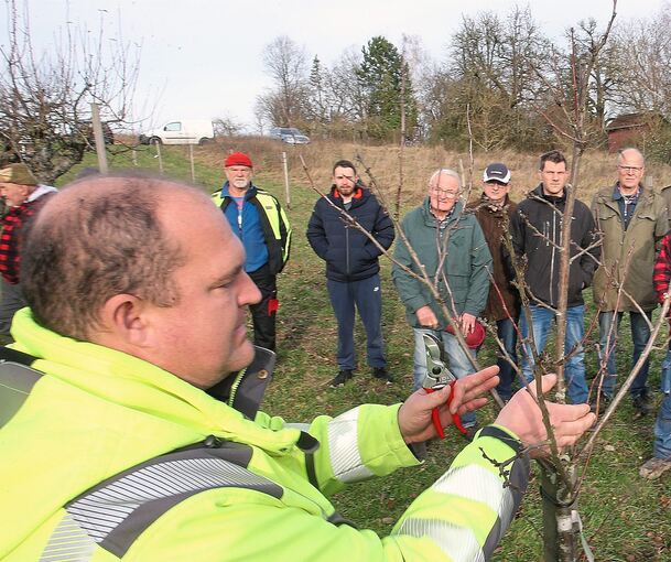 Baumexperte Alexander Weißbarth erklärt in Bönnigheim an einem jungen Bäumchen den richtigen Schnitt. Foto: Alfred Drossel