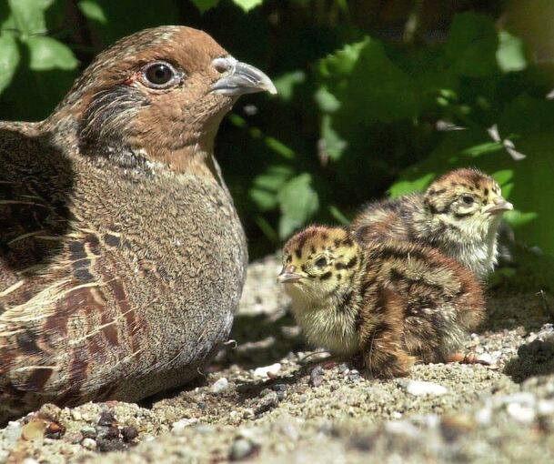 Eine Rebhenne sitzt neben zwei ihrer Küken.