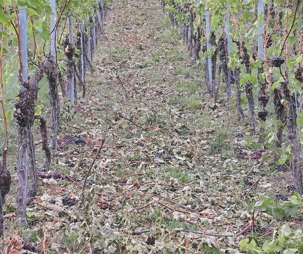 Folgen der Sonnenhof-Insolvenz: Schon im vergangenen Herbst wurde ein Teil der Weinberge nicht mehr abgeerntet.Fotos: Alfred Drossel