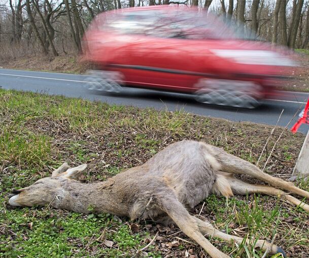 Zu viele Wildunfälle: Der Kreis Ludwigsburg ist ganz vorne mit dabei.