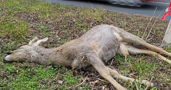 Tätern und Problembären auf der Spur in Erdmannhausen