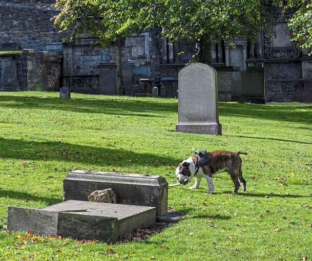 Da macht das Gassi gehen zwar Spaß, aber auf den meisten Friedhäfen sind Hunde generell verboten. Foto: Mauro Marletto/stock.adobe.com