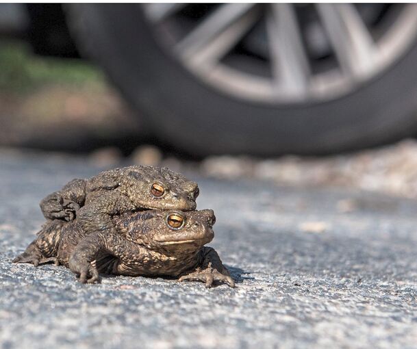 Wenn Kröten auf ihrer Hochzeitsreise Straßen überqueren, leben sie gefährlich.