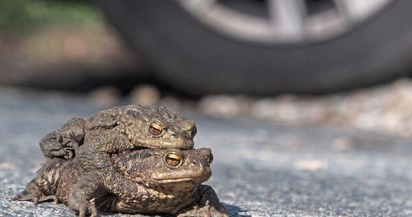 Wenn Kröten auf ihrer Hochzeitsreise Straßen überqueren, leben sie gefährlich.