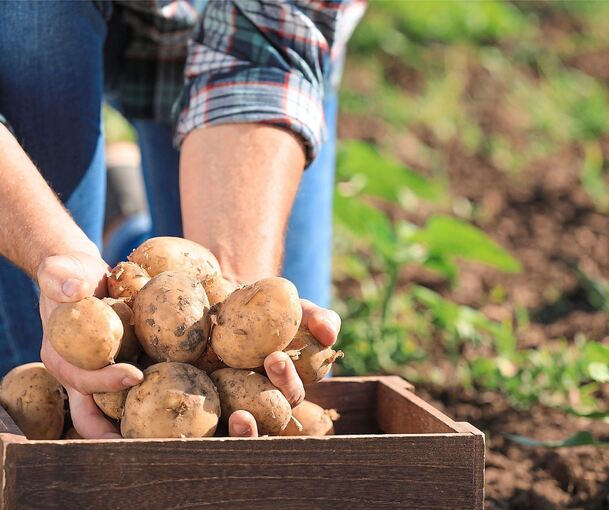 Die Leihäcker werden von den Schulbauernhof-Verantwortlichen unter anderem mit Kartoffeln bepflanzt. Foto: Pixel-Shot/stock.adobe.com