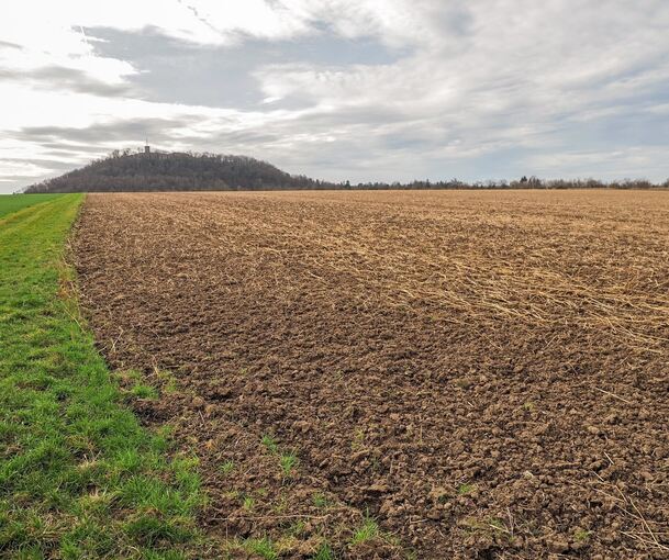 Der Schanzacker könnte eine Lea beherbergen, so das Fazit des artenschutzrechtlichen Gutachtens.