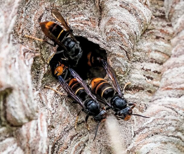 Asiatische Hornissen (Vespa velutina nigrithorax) sammeln sich an einem Ausgang ihres Nestes. Die Insektenart hat sich in den vergangenen Jahren stark ausgebreitet – und ist auch im Landkreis Ludwigsburg angekommen. Archivbild: Axel Heimken/dpa