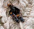 Asiatische Hornissen (Vespa velutina nigrithorax) sammeln sich an einem Ausgang ihres Nestes. Die Insektenart hat sich in den vergangenen Jahren stark ausgebreitet – und ist auch im Landkreis Ludwigsburg angekommen. Archivbild: Axel Heimken/dpa