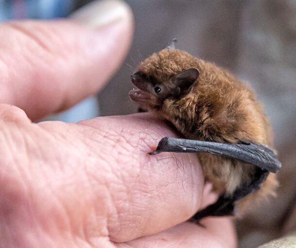 In Deutschland gibt es vor allem kleine Fledermäuse. Auf dem Bild ist eine sogenannte Mückenfledermaus abgebildet. Foto: Daniel In Deutschland gibt es vor allem kleine Fledermäuse. Auf dem Bild ist eine sogenannte Mückenfledermaus abgebildet.