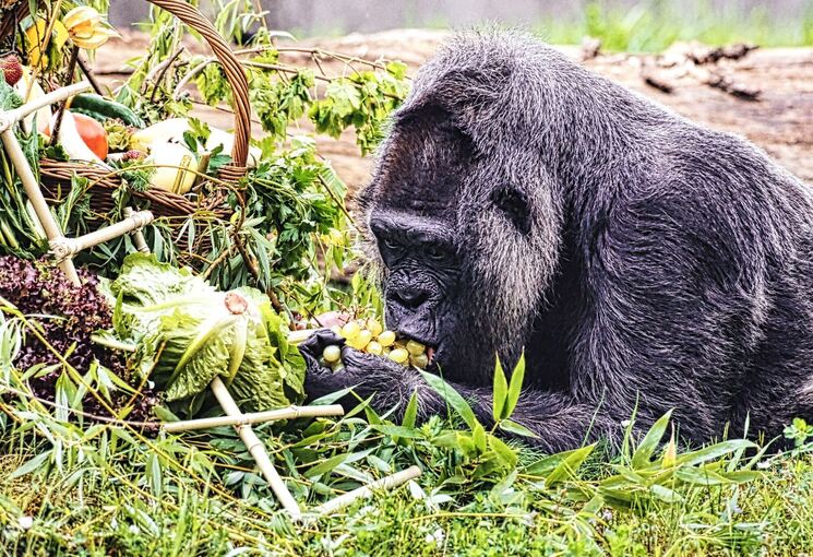 Gorilla Fatou feiert Geburtstag