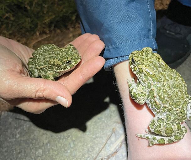 Mittlerweile seltene Gäste im Kirbachtal: die Wechselkröten.