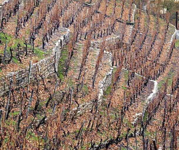 Der Weinbau in den Steillagen im Neckartal bekommt immer mehr Schwierigkeiten. Die Bearbeitung ist sehr personalintensiv und auch die Marktpreise lassen zu wünschen übrig. Archivbild: Alfred Drossel