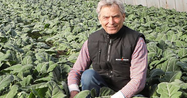 Michael Brauns Kohlrabi in Aurich gedeiht in Gewächshäusern – Hitze und Dürre haben den Gemüseanbau im Freiland nahezu unmöglich gemacht. Foto: Ramona Theiss