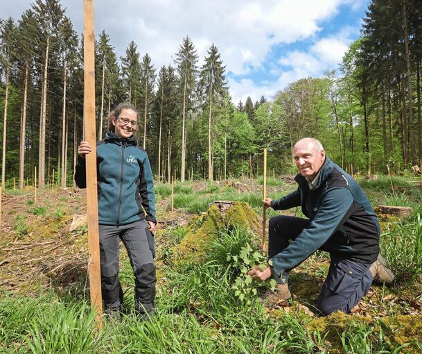 An den Holzpflöcken werden Esskastanien und Roteichen eingepflanzt, aber für Naturverjüngung ist ebenfalls noch Platz – hier zeigen die beiden Förster Katharina Gassen und Jürgen Weis eine Elsbeere.