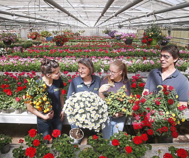 Ein Blick hinter die Kulissen der Rosenzucht in Hessigheim