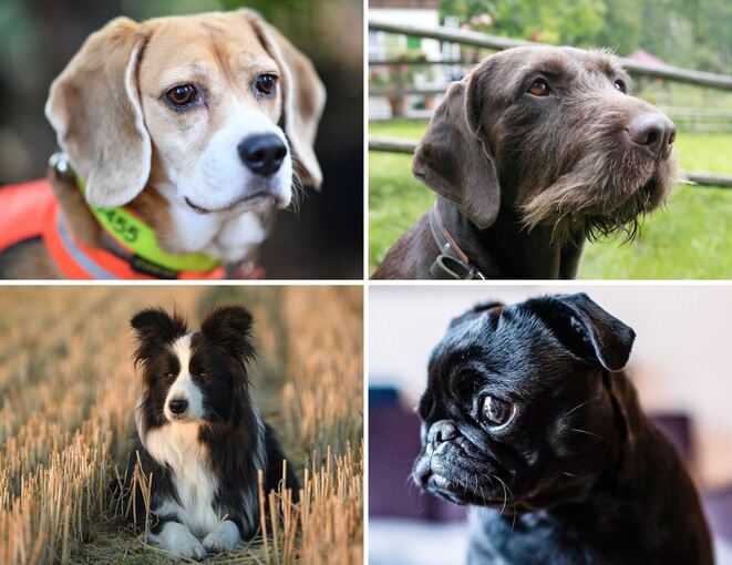 Riechen Hunde eigentlich alle gleich gut? Riechen Hunde eigentlich alle gleich gut?