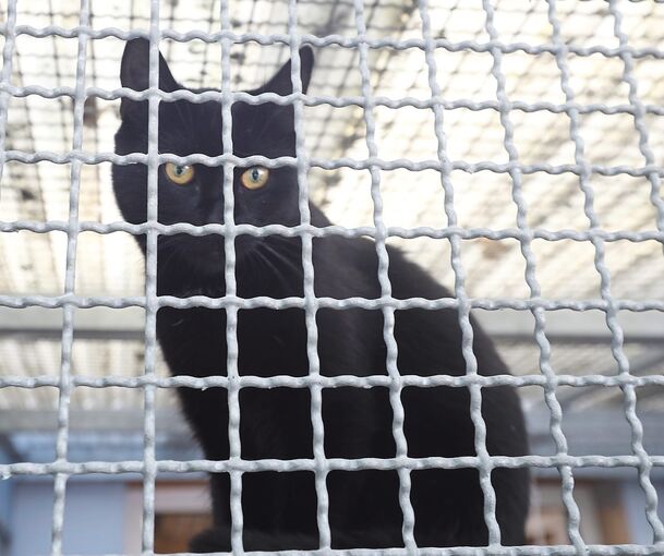 Im März vergangenen Jahres verhungerte eine Katze. Ein Prozess soll klären, ob der Angeklagte sie hat verhungern lassen. (Symbolbild)