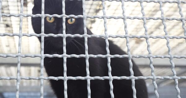 Im März vergangenen Jahres verhungerte eine Katze. Ein Prozess soll klären, ob der Angeklagte sie hat verhungern lassen. (Symbol Im März vergangenen Jahres verhungerte eine Katze. Ein Prozess soll klären, ob der Angeklagte sie hat verhungern lassen. (Symbolbild)