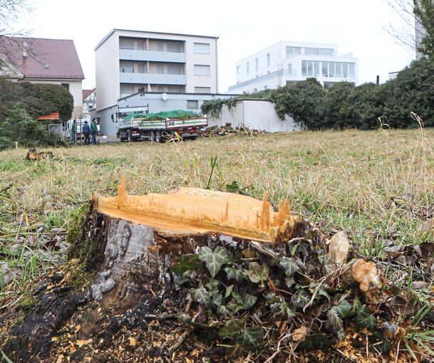 Streuobstwiese am Markgröninger Cityring: Vor zwei Jahren wurden hier Bäume gefällt, jetzt sollen auf dem Areal seniorengerechte Wohnungen entstehen. Archivfoto: Ramona Theiss