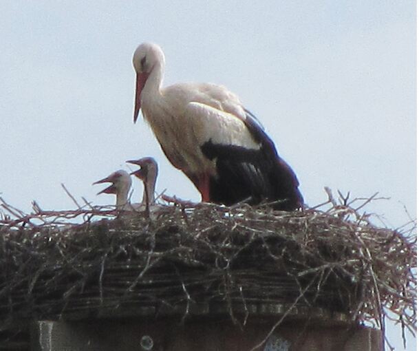 Storchennachwuchs im Nest auf dem Freiberger Wasserschloss. Die Beringung der Jungtiere liefert wertvolle Informationen über ihr Flugverhalten.