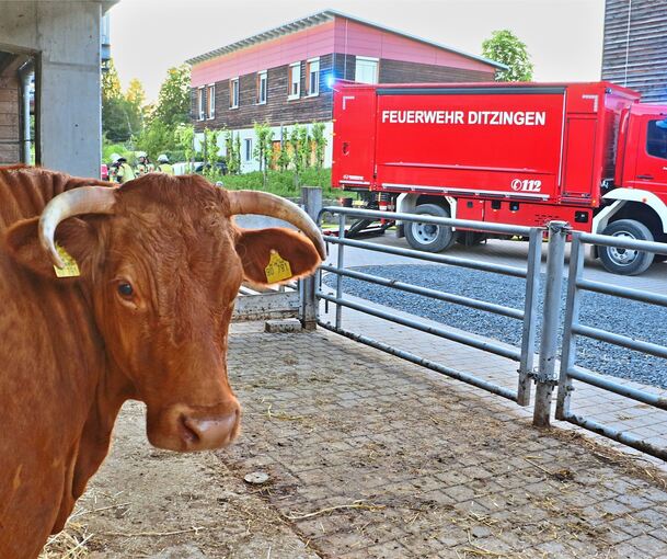 Was sich die Archetiere wohl angesichts des ungewöhnlichen Besuchs gedacht haben?