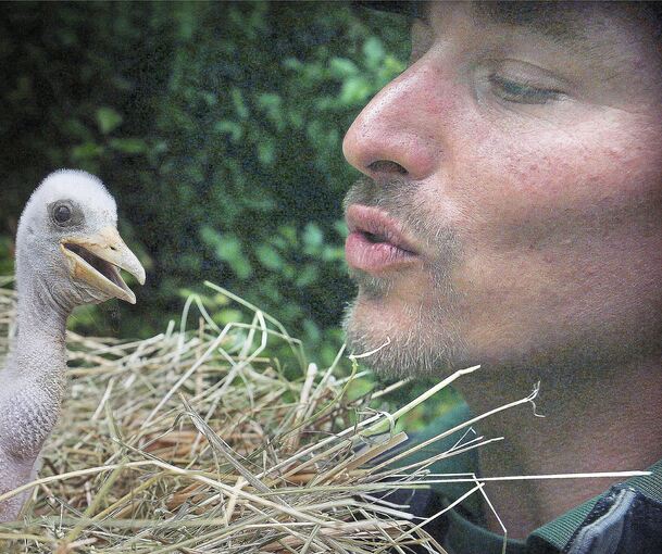 Dieses kleine Schwarzstorchküken wird von Wildparadies-Cheftierpfleger Benedict Stirblies aufgezogen.