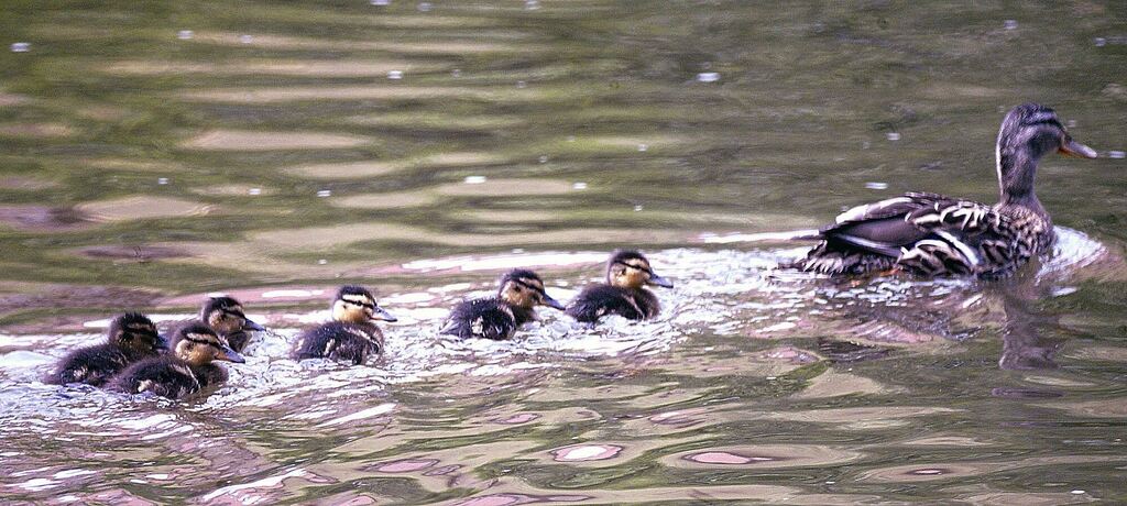 Muntere Schwimmer in der Enz bei Besigheim.