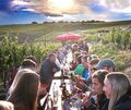 Fröhliches Weinfest mitten in den Weinbergen.Fotos: Alfred Drossel Fröhliches Weinfest mitten in den Weinbergen.