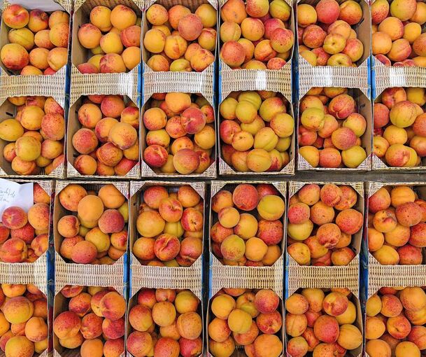 Aprikosen sind im Sommer beliebte Früchte.